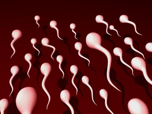 spermatozoïdes spermatozoïdes